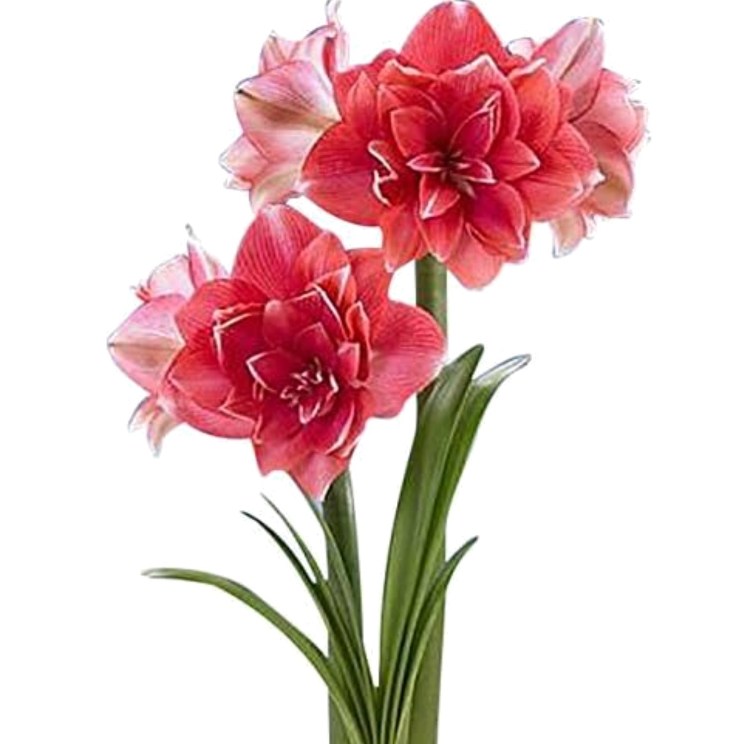 Double Pink Amaryllis Bulb – Large Bulb for Planting, 4-8 Blooms, 16–24″ Tall…