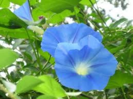 MORNING GLORY VINE SEEDS, 20 Seeds, Ipomoea Tricolor Heavenly Blue, Vine, Annual