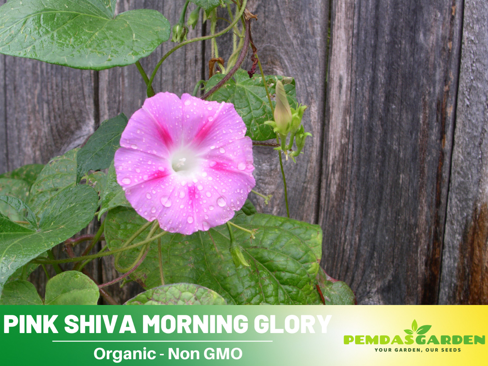 30+ Seeds| Pink Shiva Morning Glory Seeds Flowers Seeds #F004