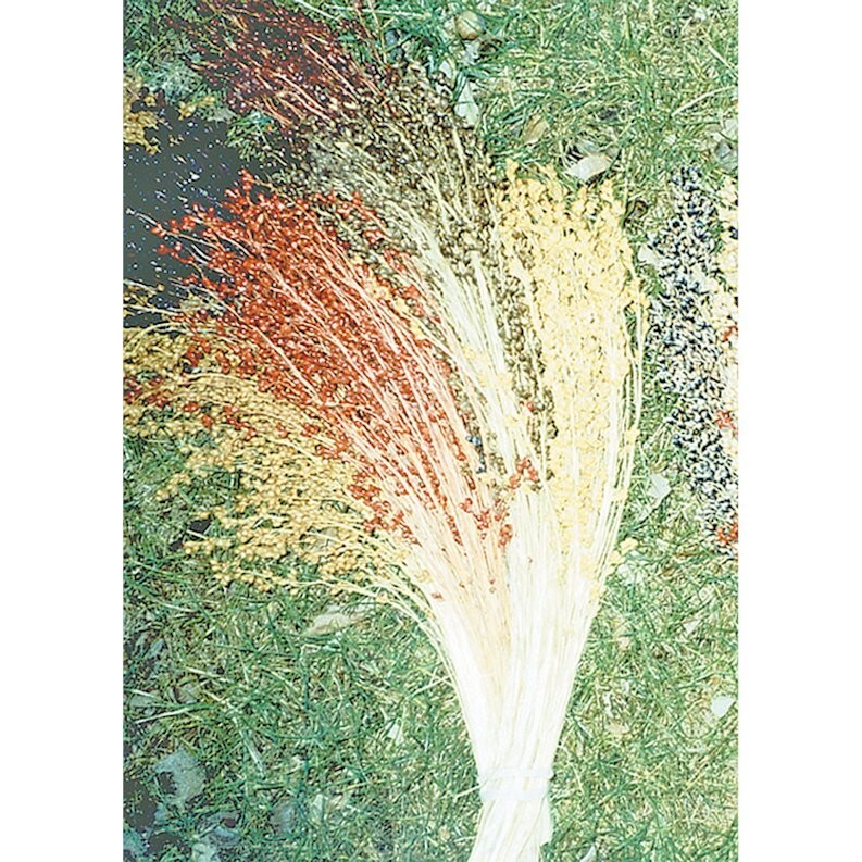 50 Multicolor Broom Corn Seeds Non-GMO Heirloom Free Shipping