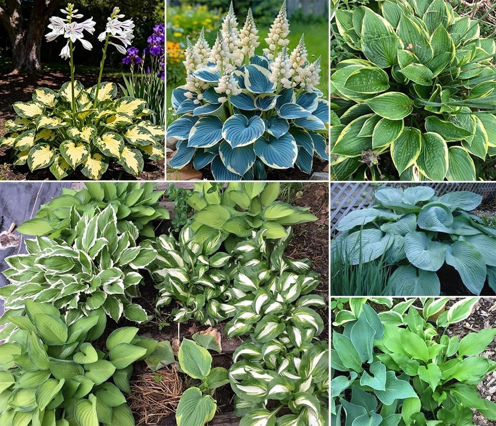 50+ Mixed Rare Hosta Seeds Plantain Lily Hosta plantaginea Flowers Garden Pla…