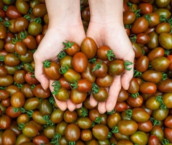 Super sweet Gourmet Grape Tomato, 50 seeds 2023 – USA