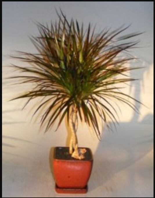 Dracena Bonsai Tree Braided Trunk 25″H Indoor Dracena Marginata Great Live Decor
