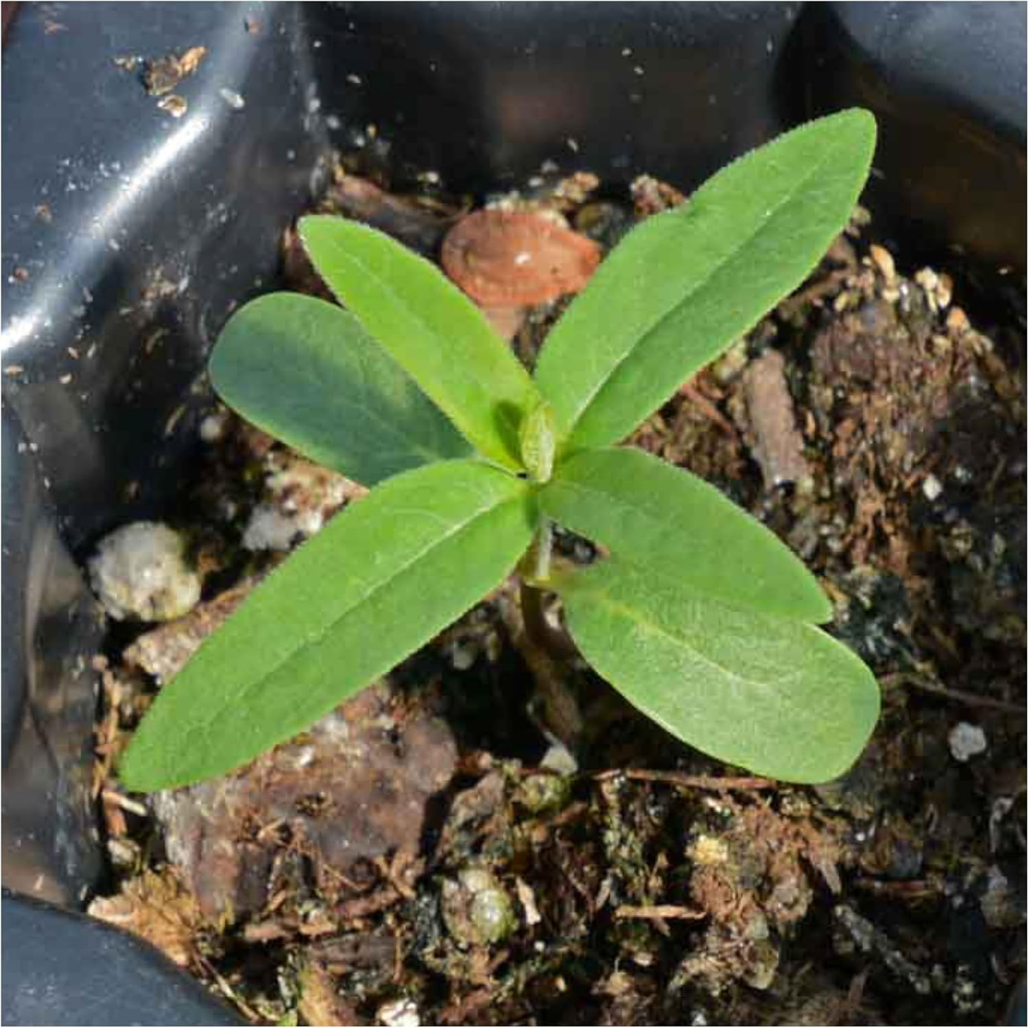 Milkweed Seeds for Planting Showy Pink/Common Pink Asclepias Flowers – Heirloom