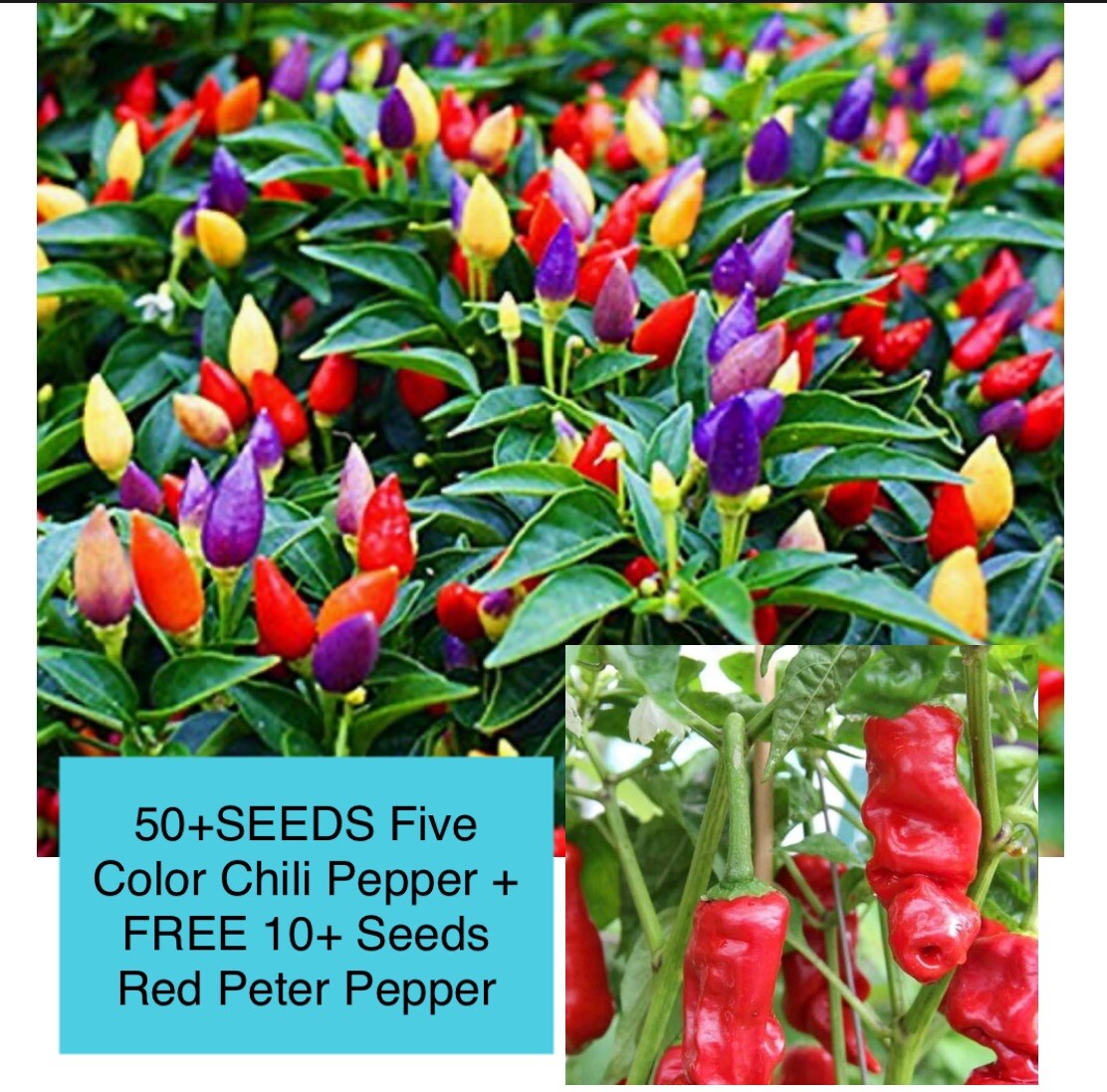 50+ SEEDS Five Color Chili Pepper- Rainbow Chili Seeds , FREE 10+ Peter Pepper