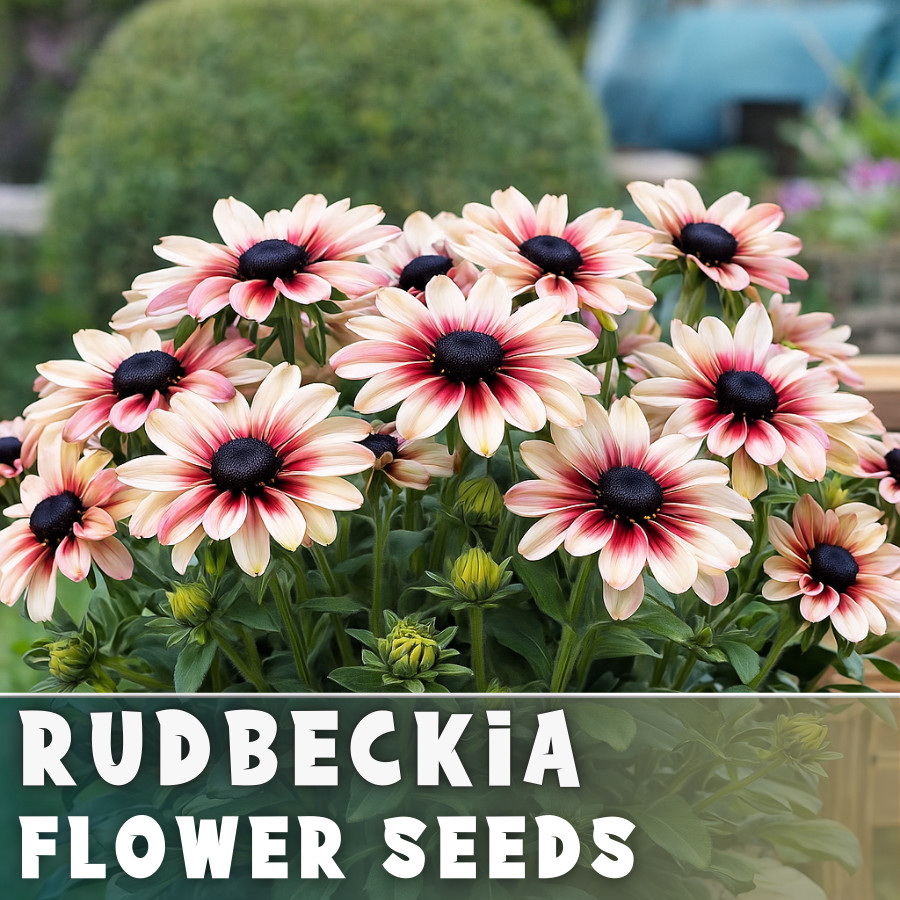 Pink Champagne Rudbeckia Seeds 125+ Seeds Annual Flower Seeds Garden