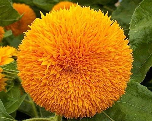 Teddy Bear Dwarf Sunflower Seeds – 50Pcs/pack – Non-GMO Heirloom Blooms