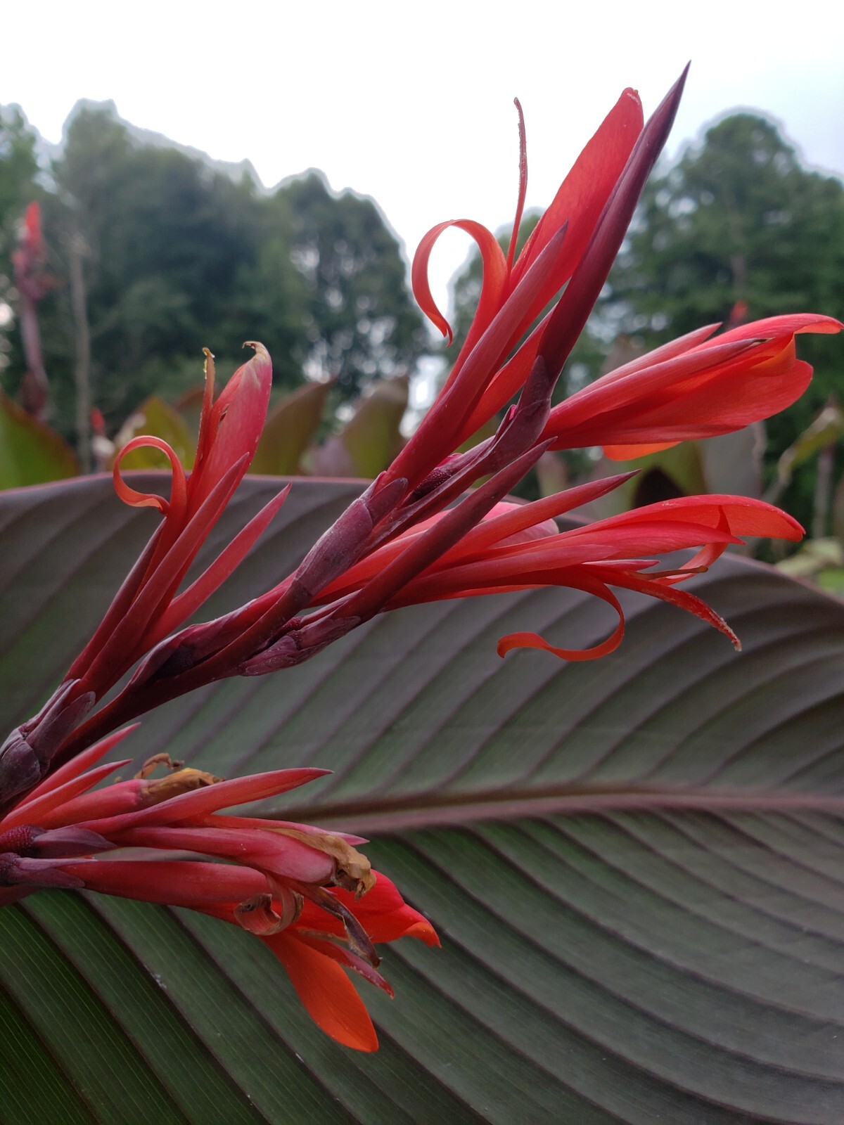 15 Canna Bulbs Red Flowers Tall Plants Lot Of (15) Bronze Leaf Lily Rhizomes
