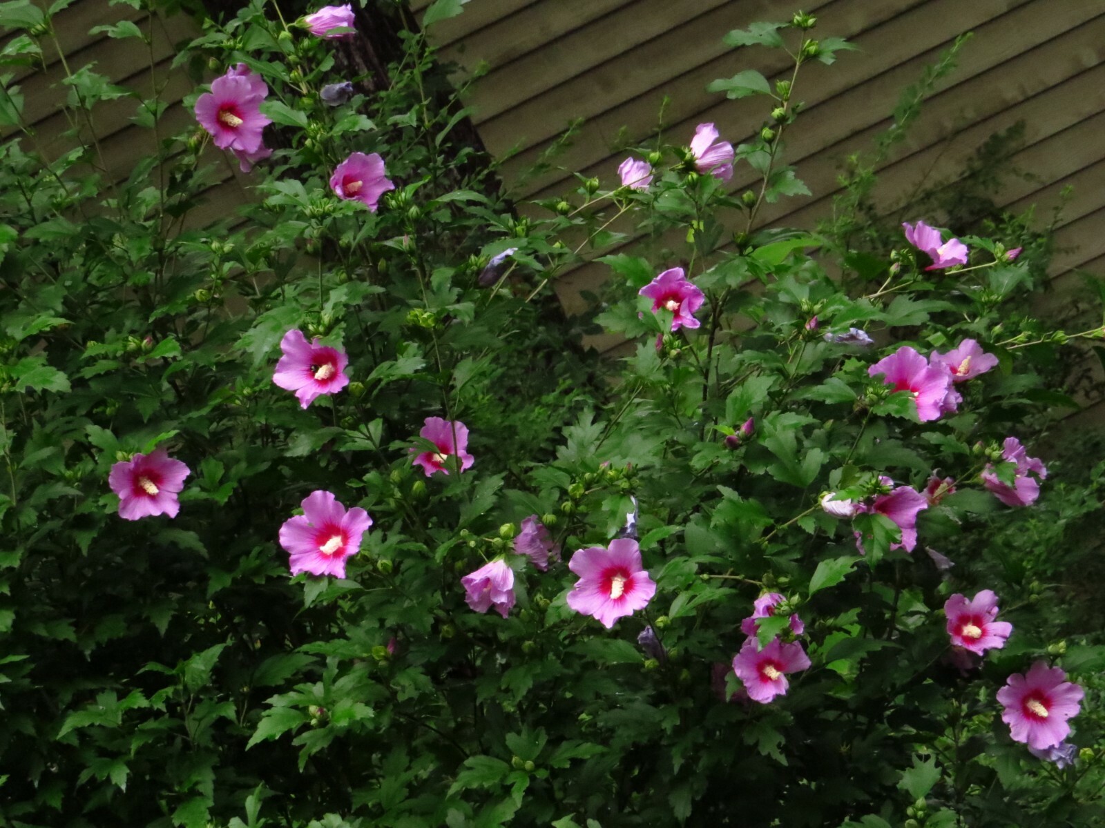50+ Pink Rose of Sharon Seeds(Hibiscus syriacus/Aphrodite Althea/hardy hibiscus)