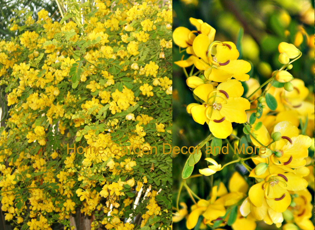 GOLDEN SHOWER TREE Cassia Bicapsularis Yellow Flower 100 seeds Butterfly Host