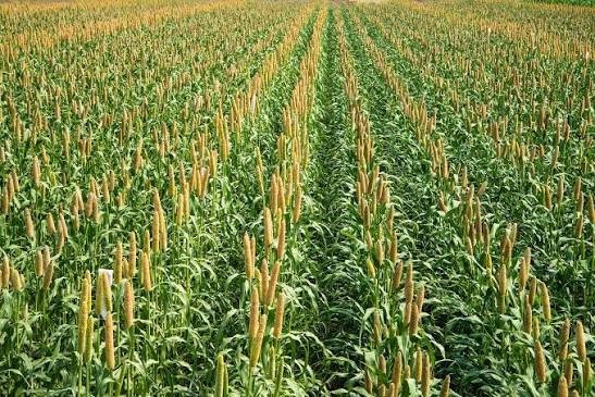 300 Pearl Millet Seeds High Protein Chicken Forage Cover Crop Non Gmo Free Ship