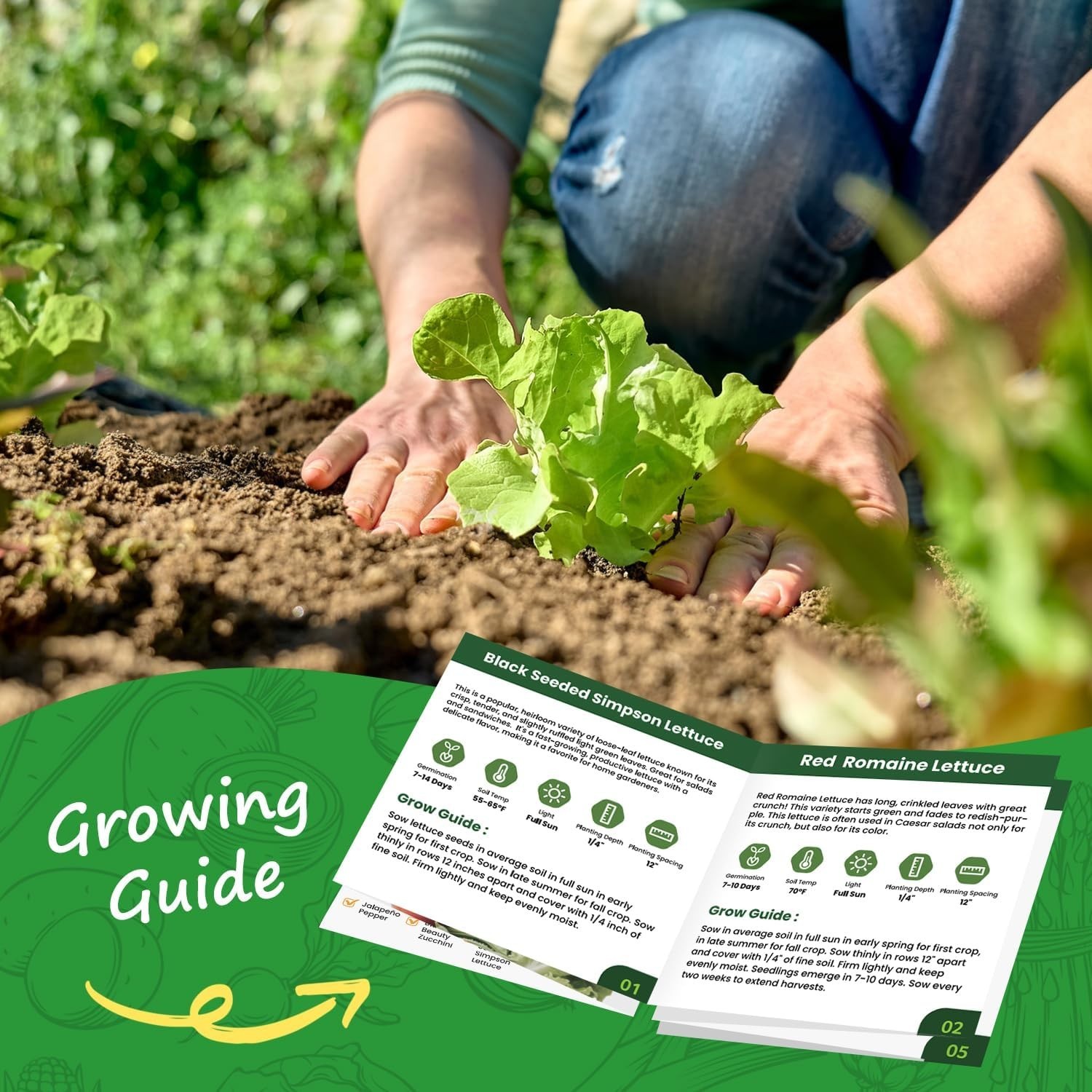 Fresh Lettuce Seeds 5 Variety Heirloom Non-GMO Fast Growth Hydroponic Garden Kit