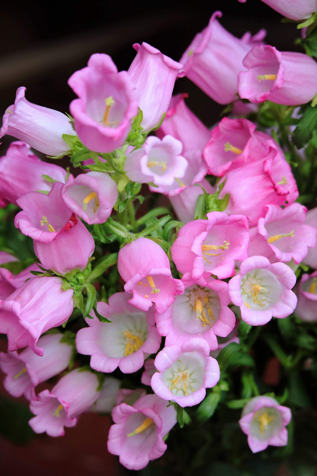 200 ROSE PINK CANTERBURY BELLS – CAMPANULA Medium Flower Seeds *Comb S/H