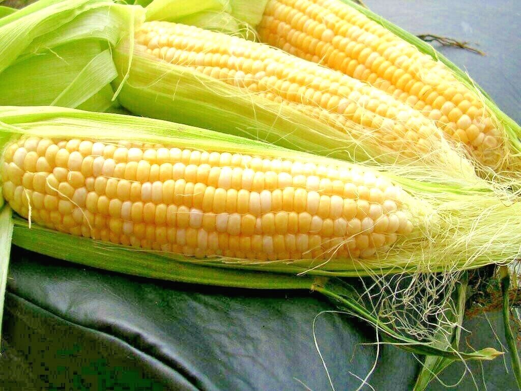 50+PEACHES & CREAM EXTRA SWEET CORN Seeds Bi-Color Hybrid Better Tip Fill 85 Day