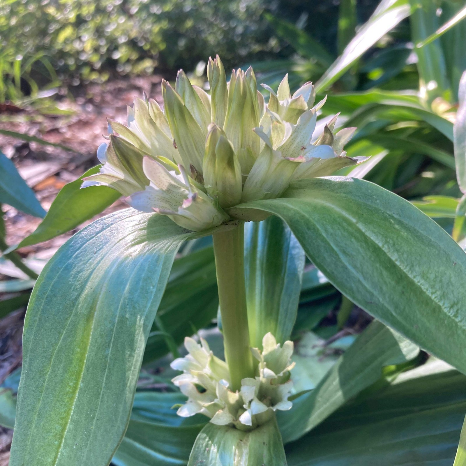 Tibetan Gentian Seeds (Gentiana tibetica) ~Traditional Herb Perennial Garden