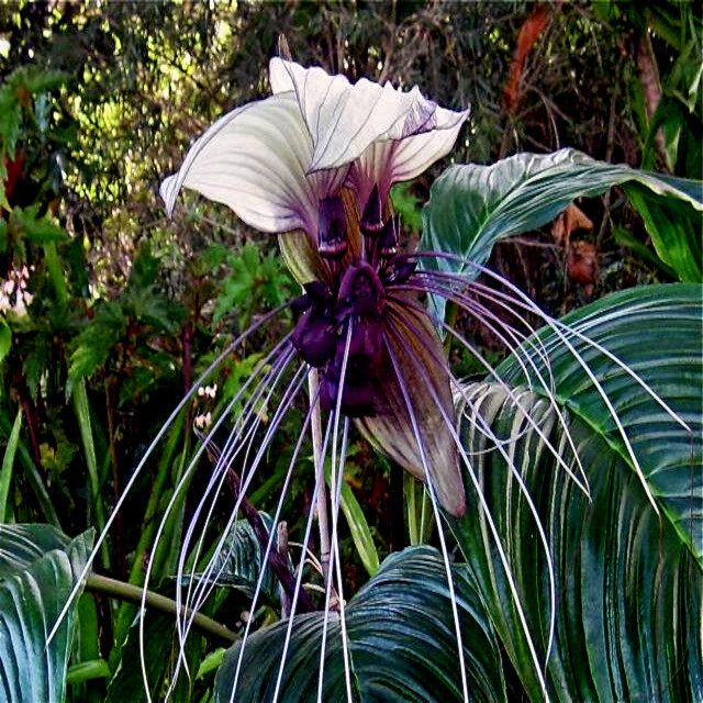 5 White Bat Orchid Flower Seeds (Tacca Integrifolia) Exotic Tropical Houseplant