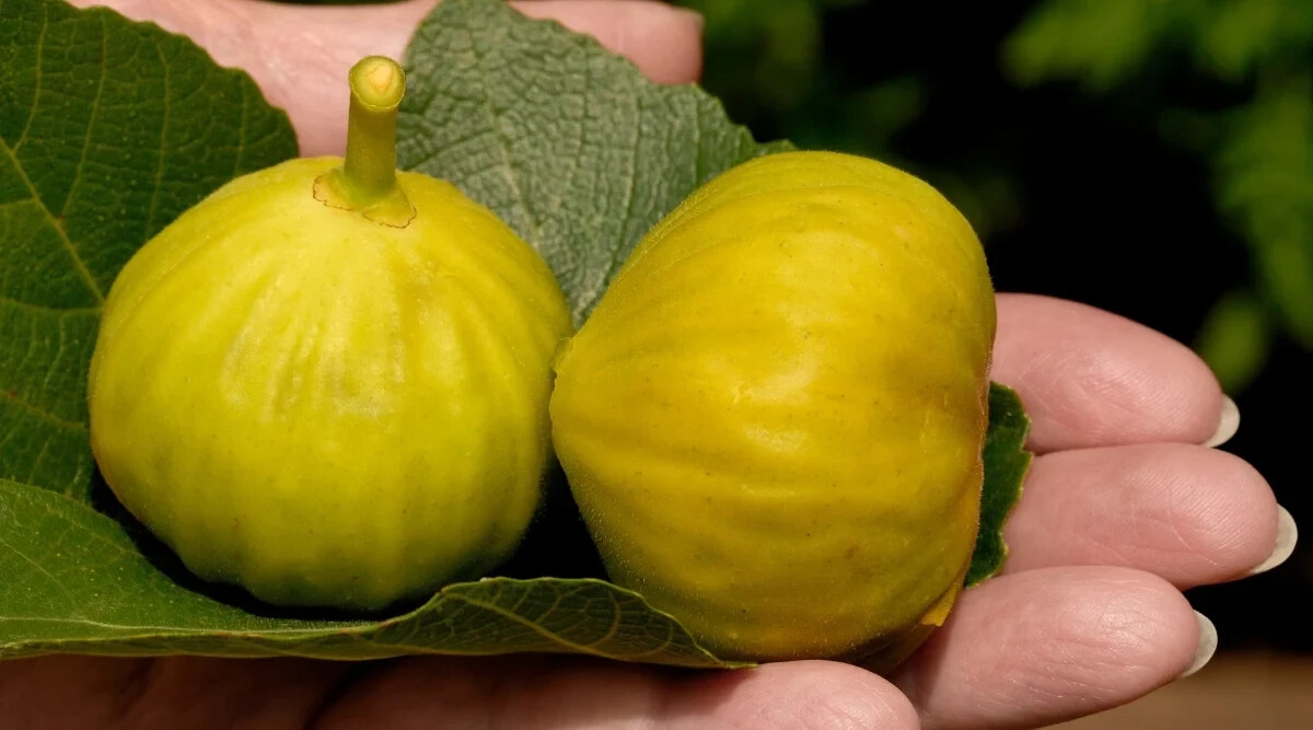 100+ Smith Fig Seeds for Garden Planting – USA – FREE SHIPPING!