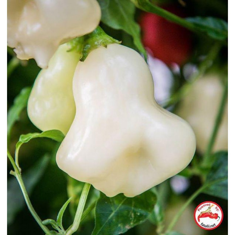 Aji Sparkling white fantasy hot pepper 10 Seeds Free Shipping!