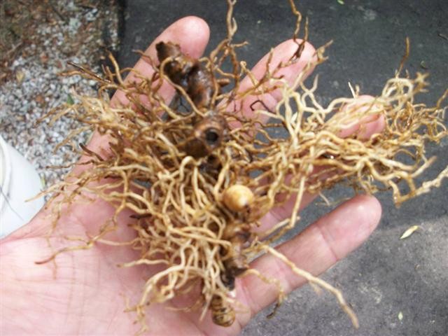 1 Blue Cohosh Bare Root Plant: Woodland Garden Perennial – Winter Hardy