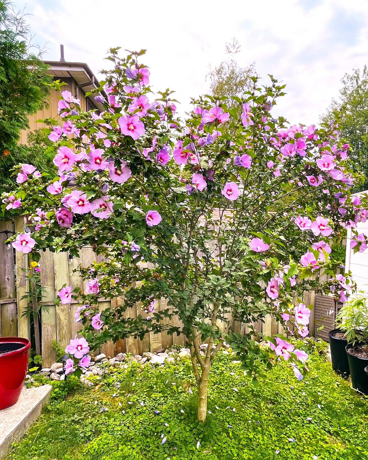 Rose of Sharon Seeds – For 2026 Planting Hibiscus Syriacus Perennial Shrub