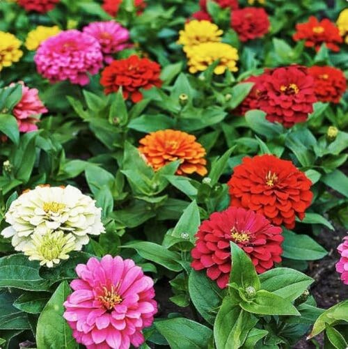 Mixed Zinnia Seeds for Planting Outdoors – 300 Fresh Seeds – Cut-and-Come