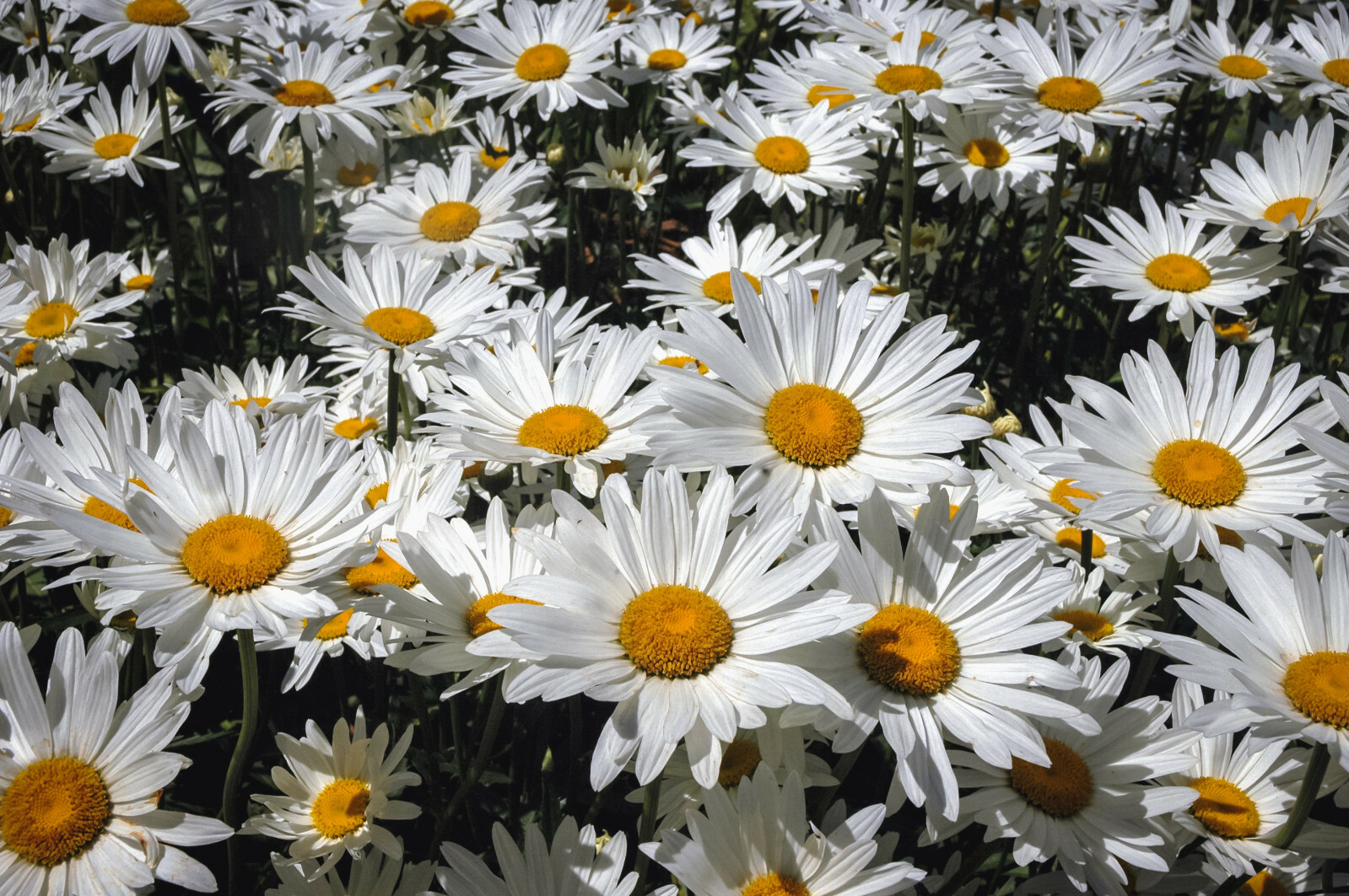 SHASTA DAISY 200 SEEDS, HARDY, 5″ WIDE, SNOW WHITE FLOWERS WITH A YELLOW CENTER
