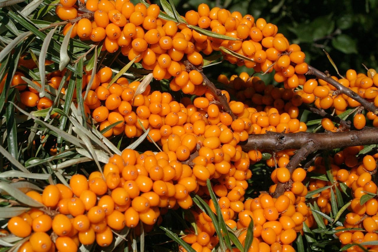 150+ Sea Buckthorn Seeds for Planting – Hippophae Rhamnoides Hardy Berry Shrub S