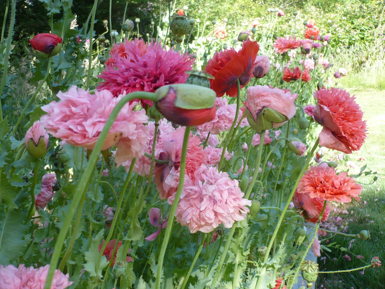 Doubles Peony Pom Pom Som. Poppy Variety Mix 2000 Seeds *PoppyQueen👑