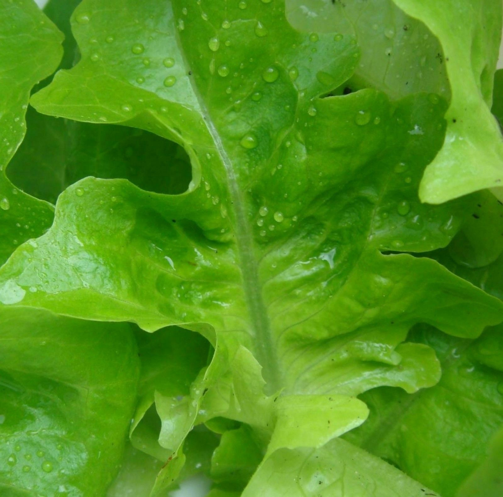 1000 SEEDS – Lettuce Oak Leaf OAKLEAF Green salads GroCo USA – BUY 15-SHIPS FREE