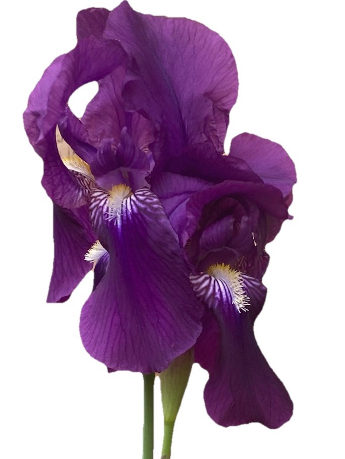 3 Assorted Purple Bearded Iris Bulbs / Rhizomes Purple Live Plant