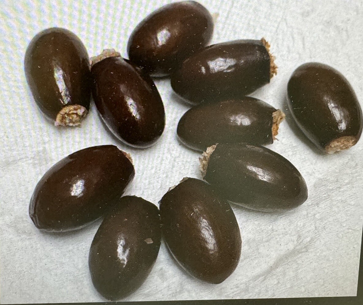 10 Sweet Lychee Seeds, Air Dried And Sanitized For Growing