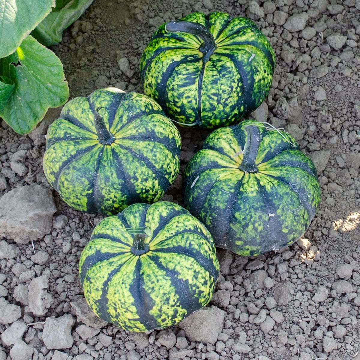 Phantomita Pumpkin Seeds for Planting (10 Seeds) – Exotic and Hard to Find Pumpk