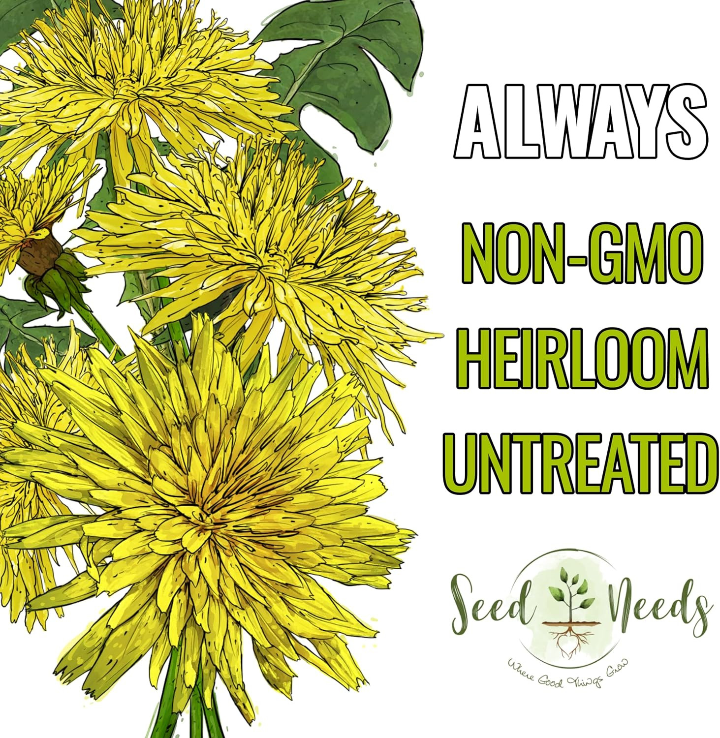 30,000+ Common Dandelion Herb Seeds for Planting – Non-Gmo, Heirloom & Untrea…