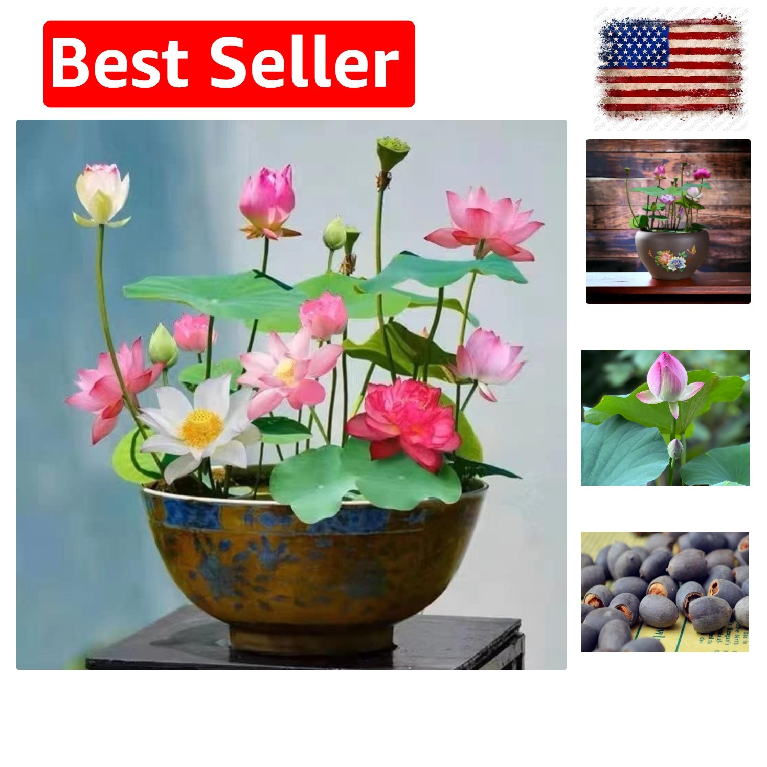 10pcs Mixed Pink, Red & Green Color Bowl Lotus Seeds for Planting Beautiful W…