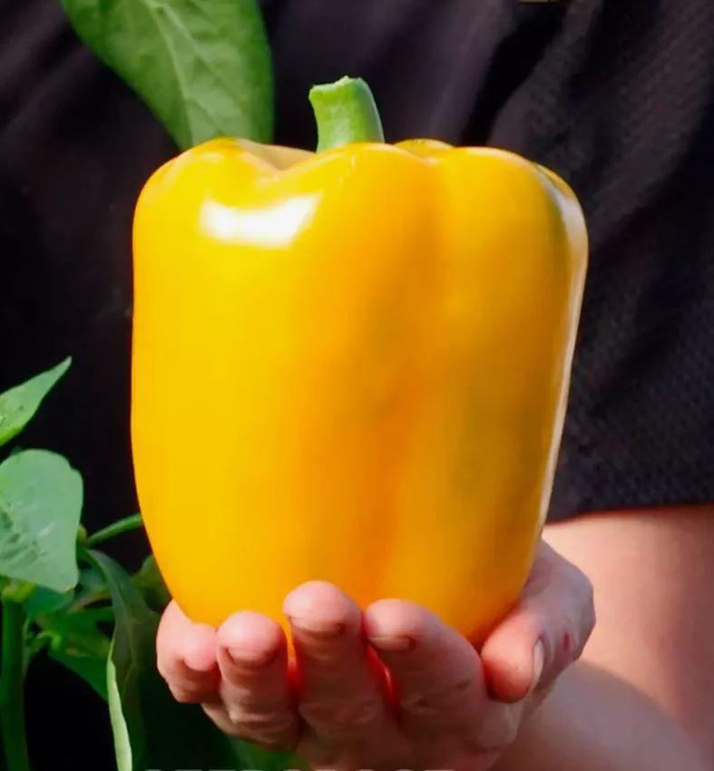 10 Variety Heirloom Pepper Seed Combo – 500 Seeds Total – Ten Garden Classics