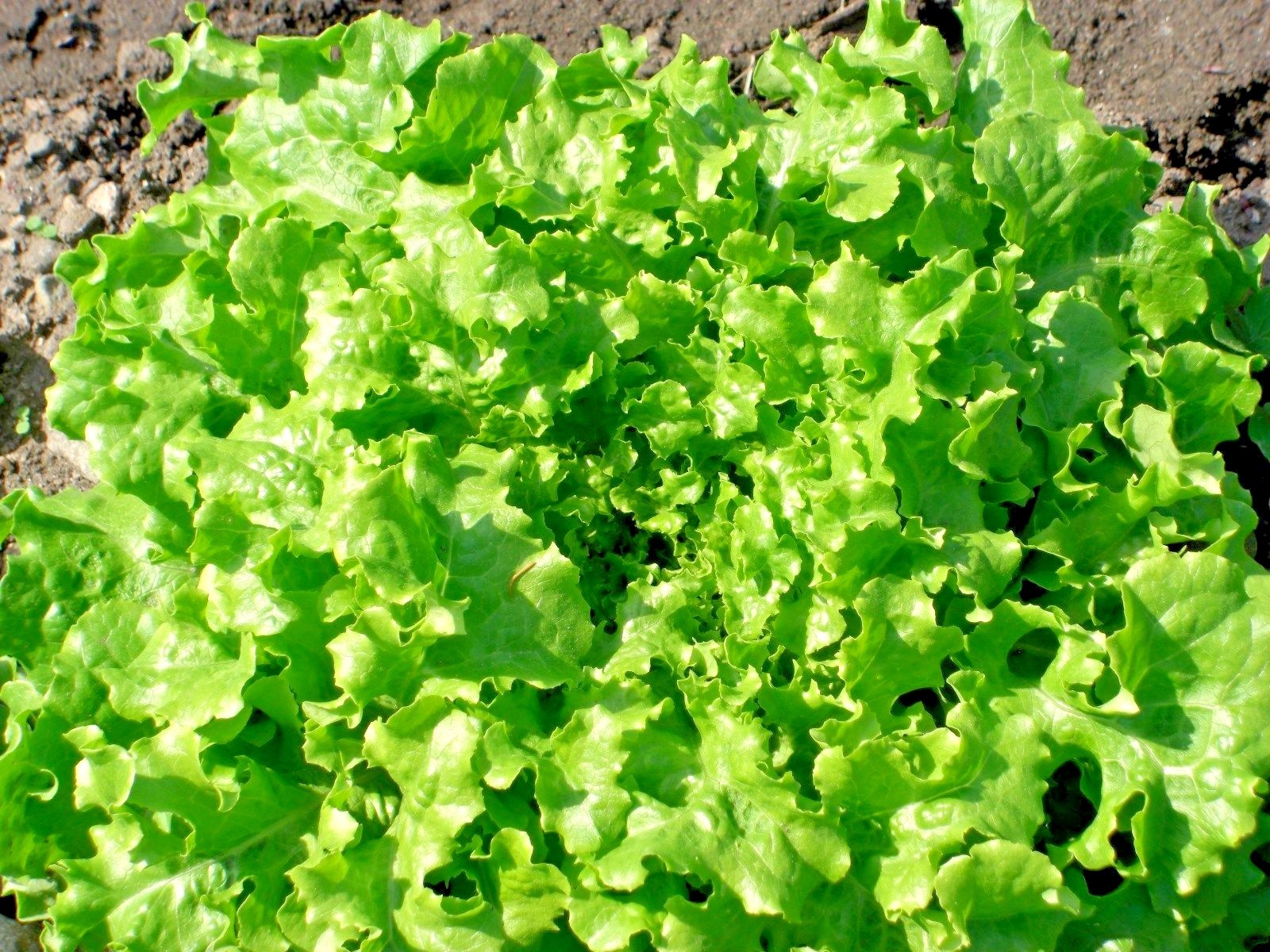 601+GREEN ICE Lettuce Seeds Organic Vegetable Spring Fall Garden Container Easy