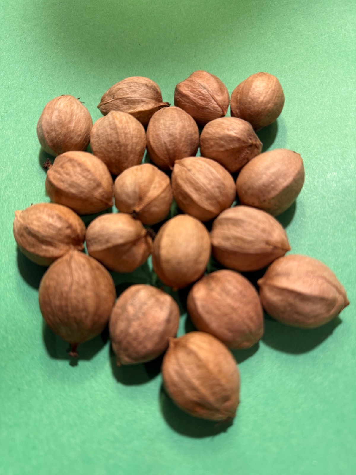 25 LANEYS HICKORY NUTS Nuts/Seeds from PA—Wild-Foraged—Fresh 2025–Free Shipping
