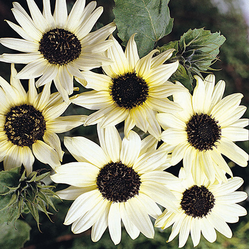 Italian White Sunflower Seeds 50+ Helianthus Debilis Flower USA Annual
