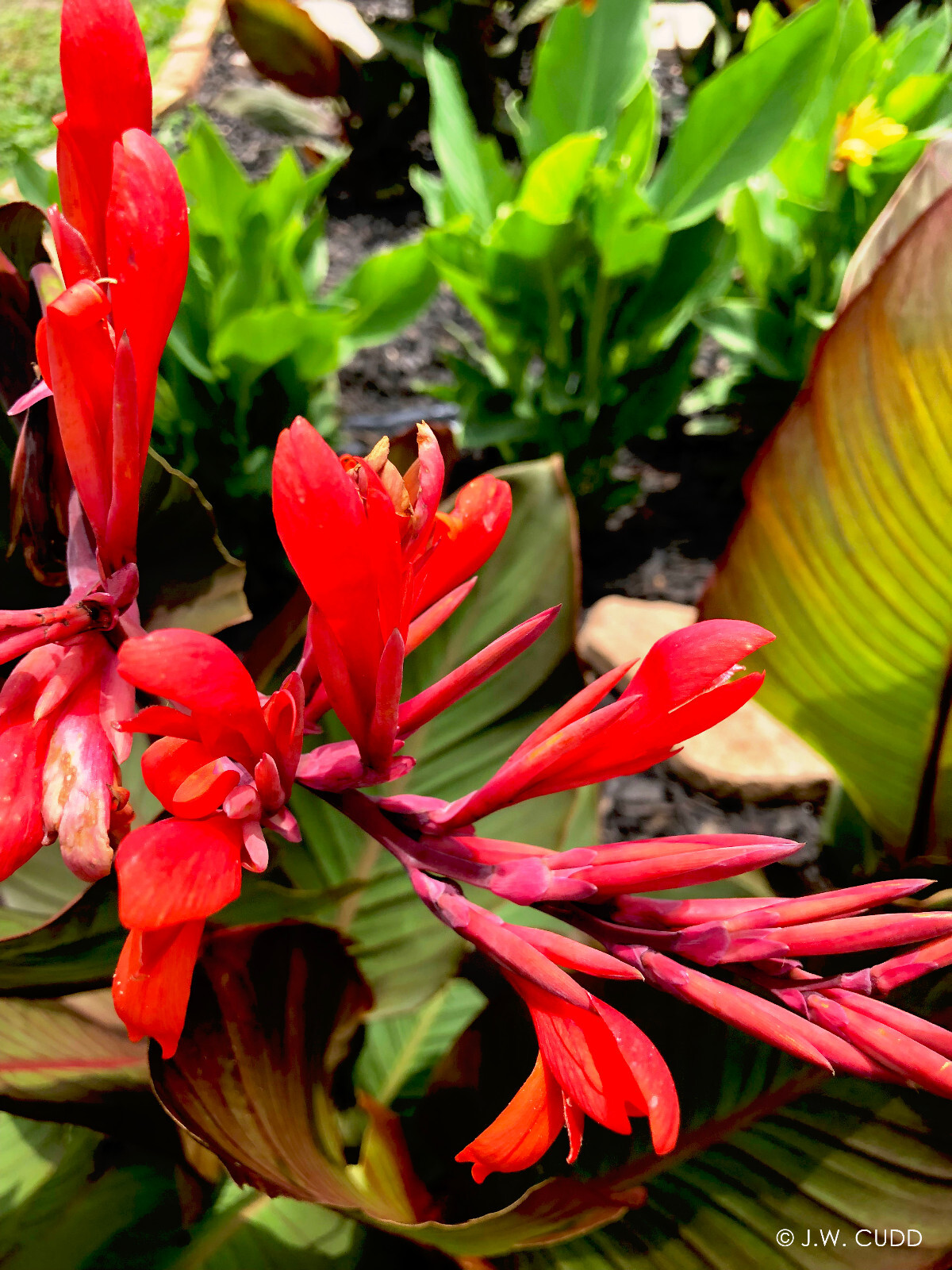 2 Musafolia Canna Lily Live Plant Rhizomes (Bright Red and Coral Blooms)