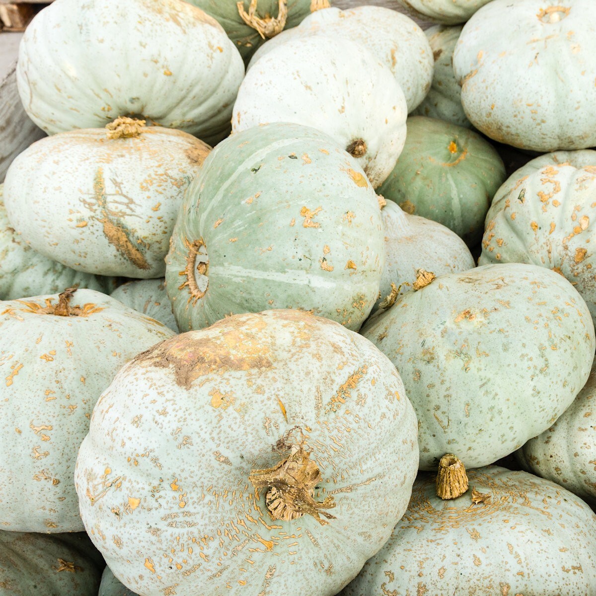 1/4 Lb Sweet Meat Winter Squash Seeds – Everwilde Farms Mylar Seed Packet