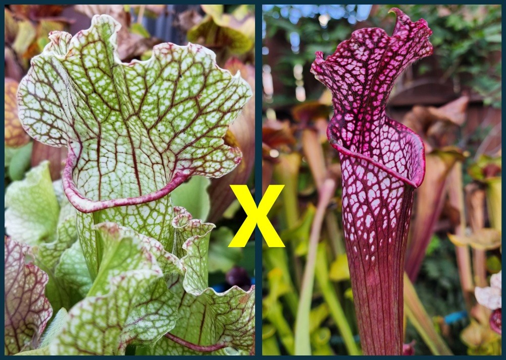 2025 SARRACENIA SEEDS: FAT MITCHELLIANA X LEUCOPHYLLA NEON PINK [CP SEED]