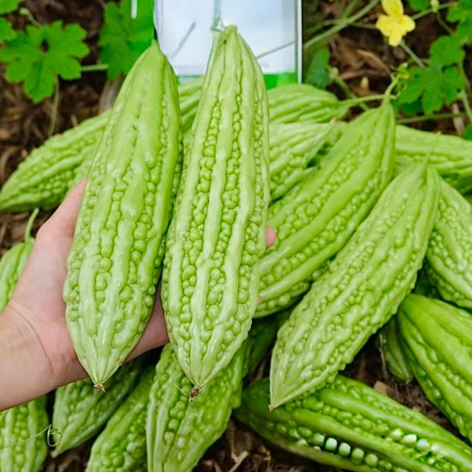 15pcs Bitter Melon Seeds – Fast-Growing Green Skin Bitter Gourd (Balsam Pear).