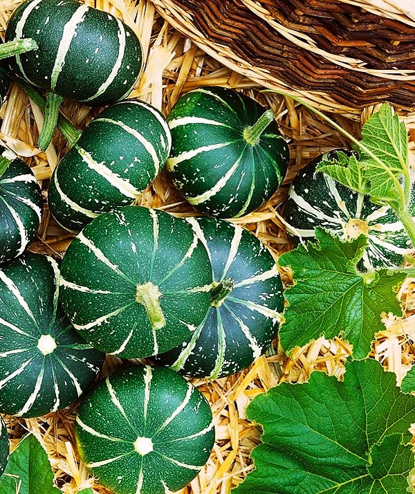 Flat Striped Ornamental Gourd Seeds – For 2025 Planting Miniature Autumn