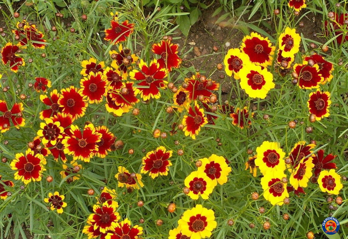 3000 Coreopsis Flower Seeds tinctoria Dwarf Plains Wildflower