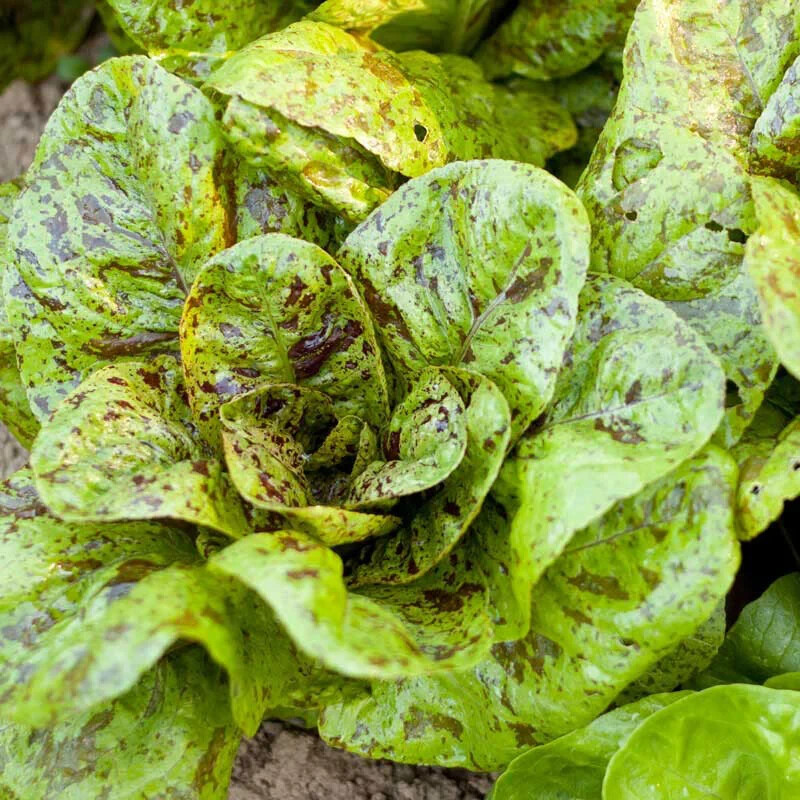 1000 FRECKLES ROMAINE LETTUCE SEEDS ~ 2026 ~ heirloomseedguy ~ USA