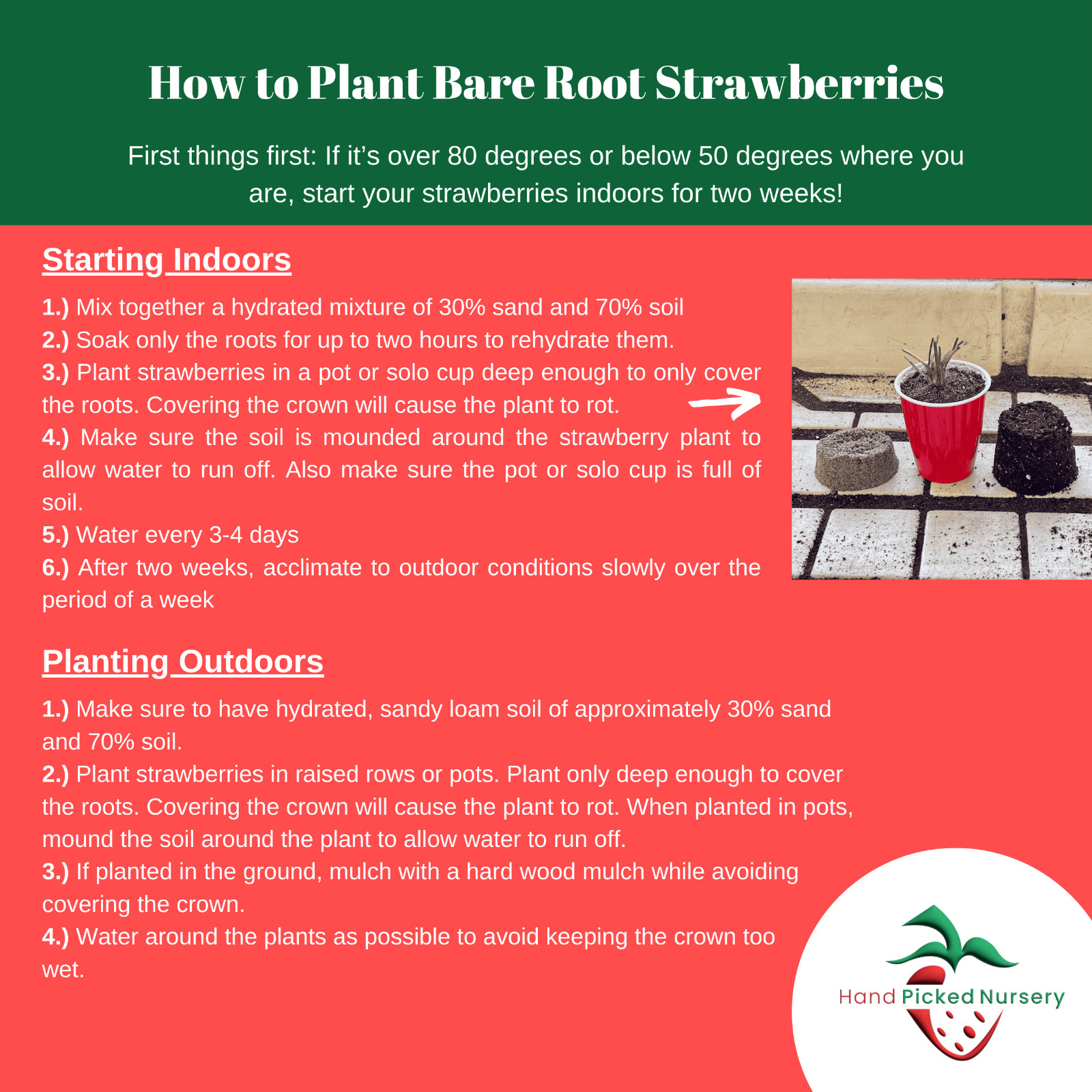 Jewel Grown Strawberry Plants (Pack of 10 Bare Roots) – ONE of OUR TOP Sellers