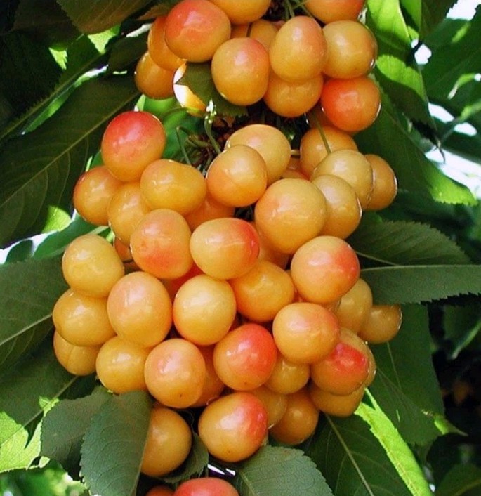 (50) Seeds of Yellow Rainier Cherry (Prunus Avium) Sweet Fruit Tree Seed Pits