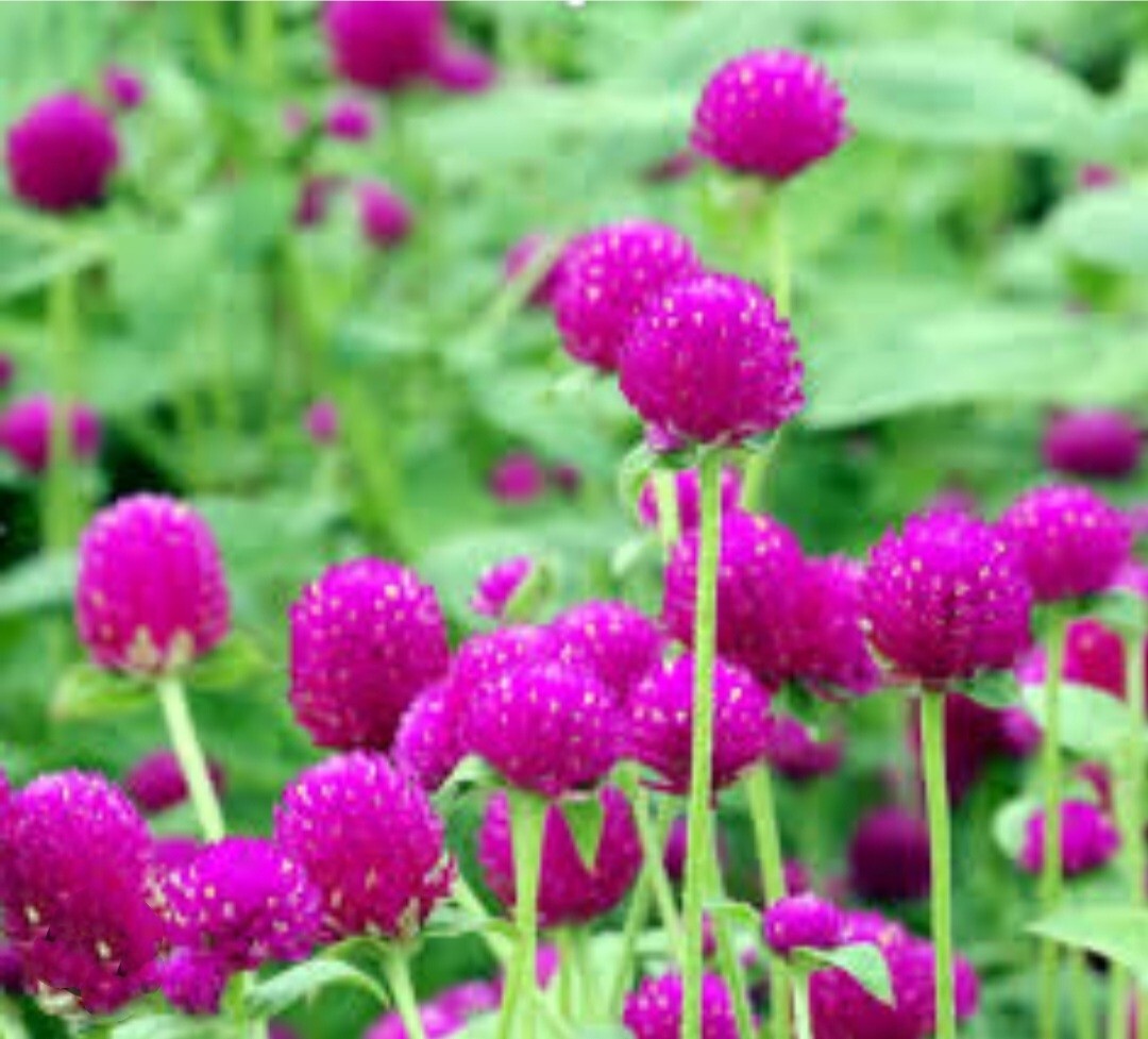 100 Globe Amaeanth Seeds Mixed Colors Gomphrena Free Shipping