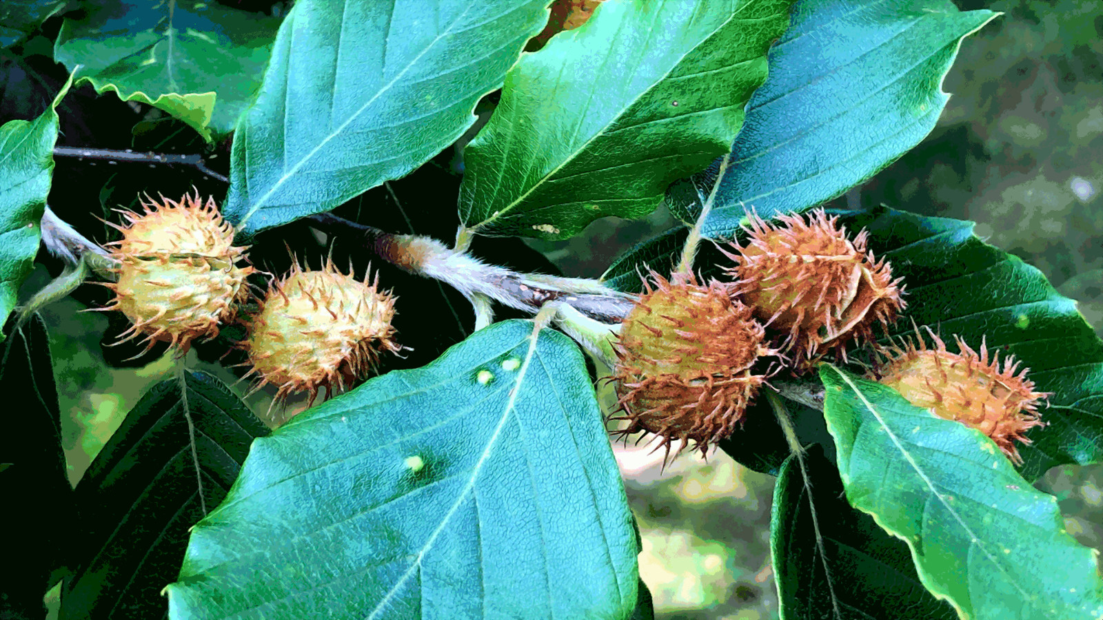 5 American Beech Tree Seeds (Fagus grandifolia) Hardy Zones 3-9 Fresh Nov. 25