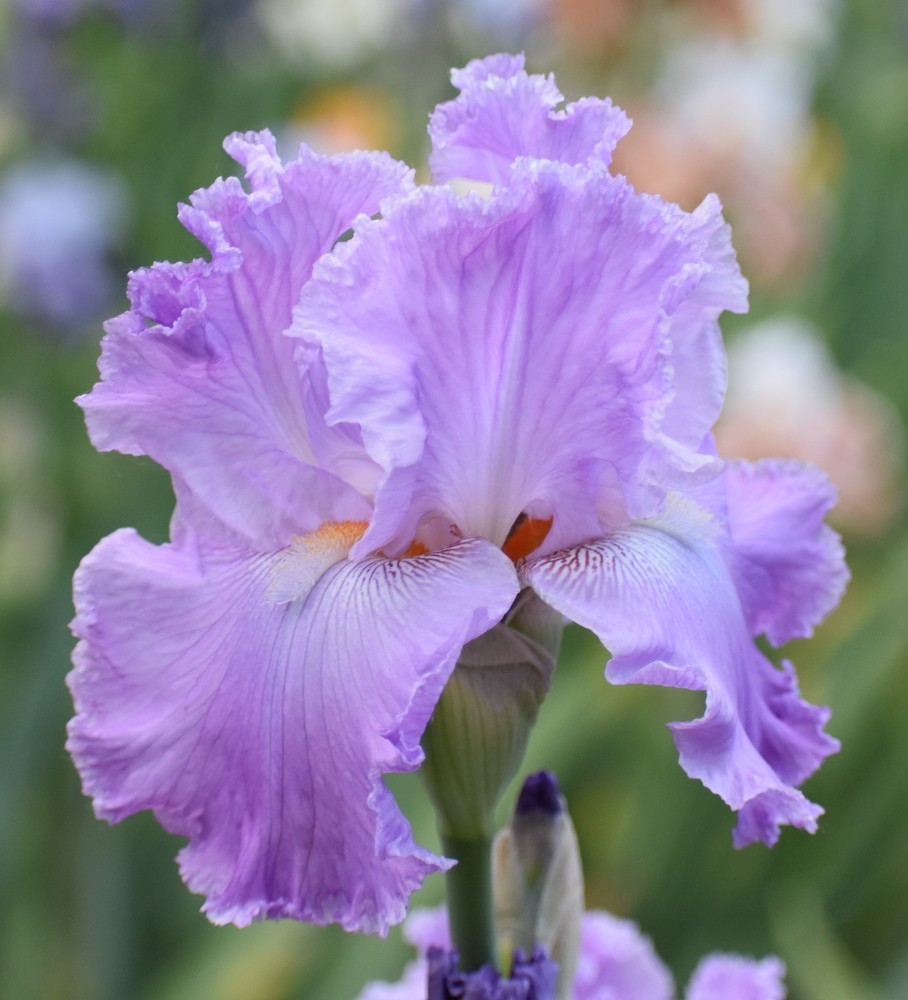 ‘Italic Light” TB Bearded Iris Rhizome PRE-SALE to Ship Aug/Sept